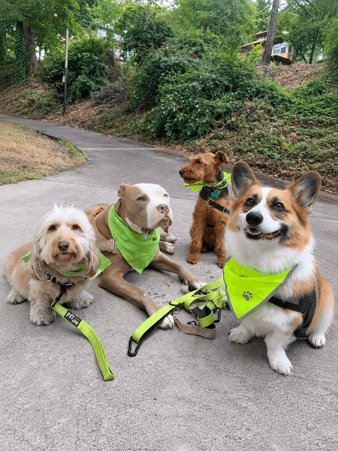 Pack of dogs
